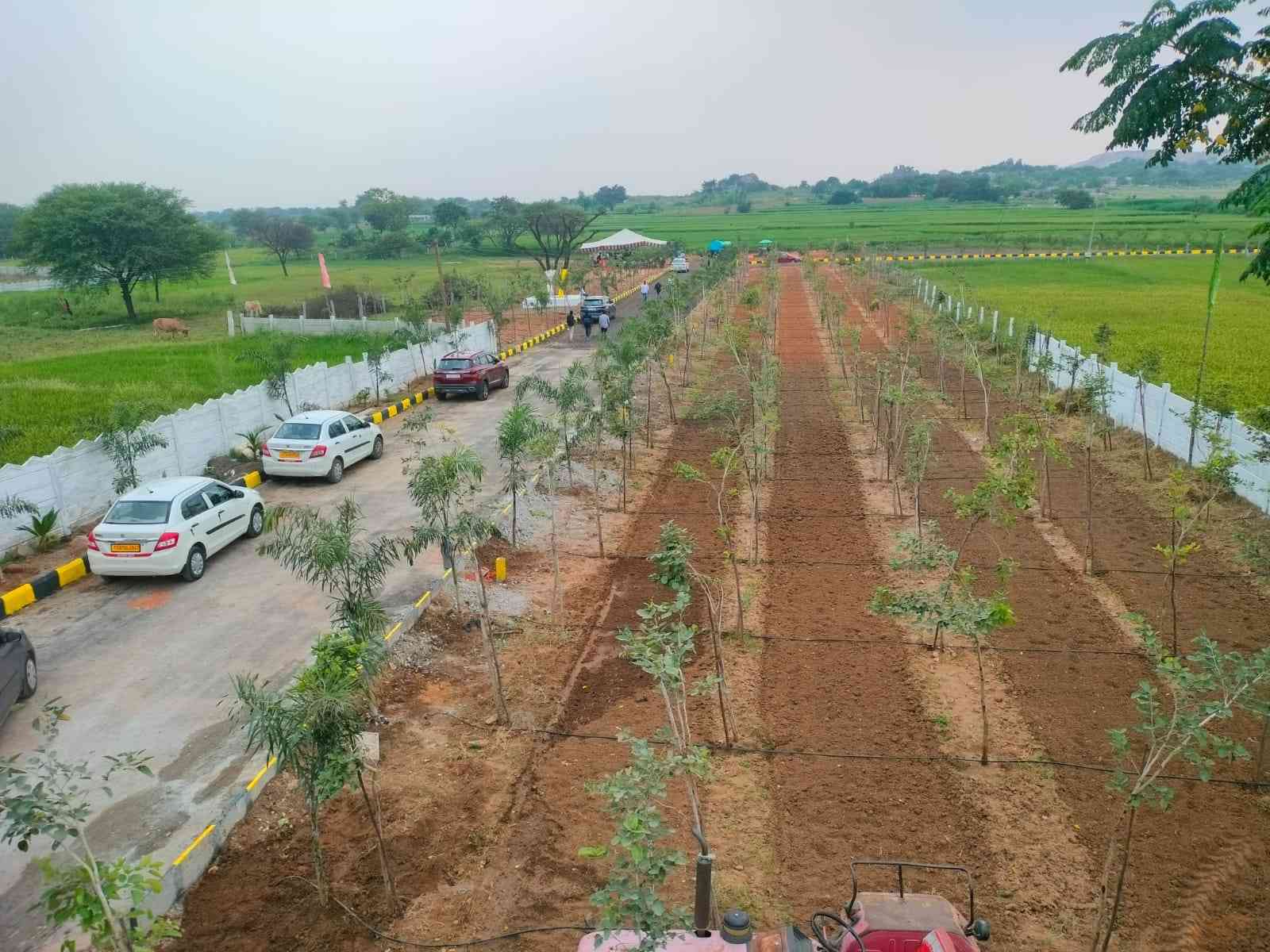 SUNRISE ( NATURAL FARMS)