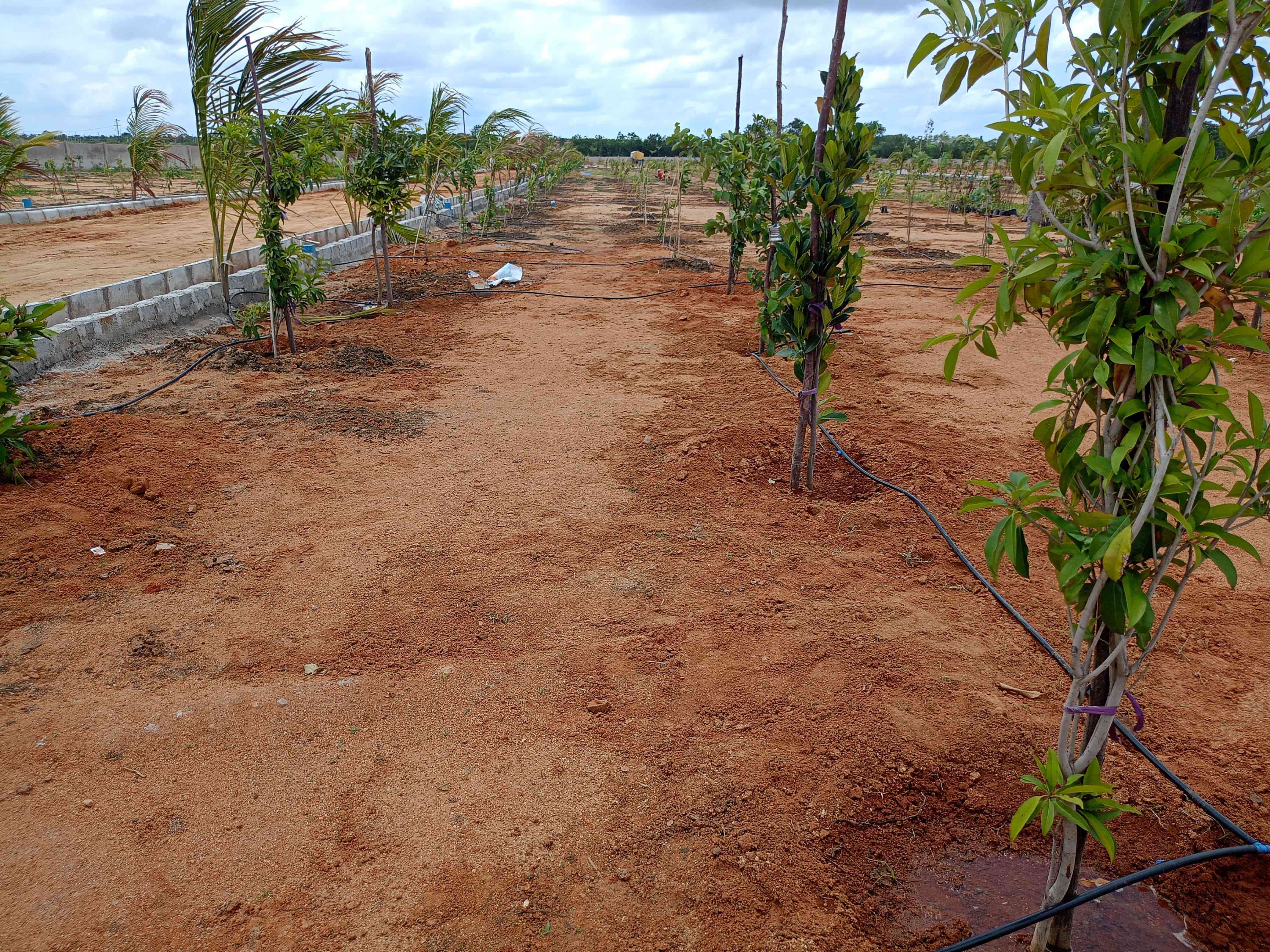 ADRUSTAR FARMLANDS ( PULIMAMIDI)